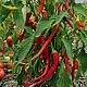 Заказать Перец острый (сбор 2024) сушеный, цена за 1 г. Вкуснотравье (Елена). Ярмарка Мастеров. . Материалы для кулинарии Фото №3