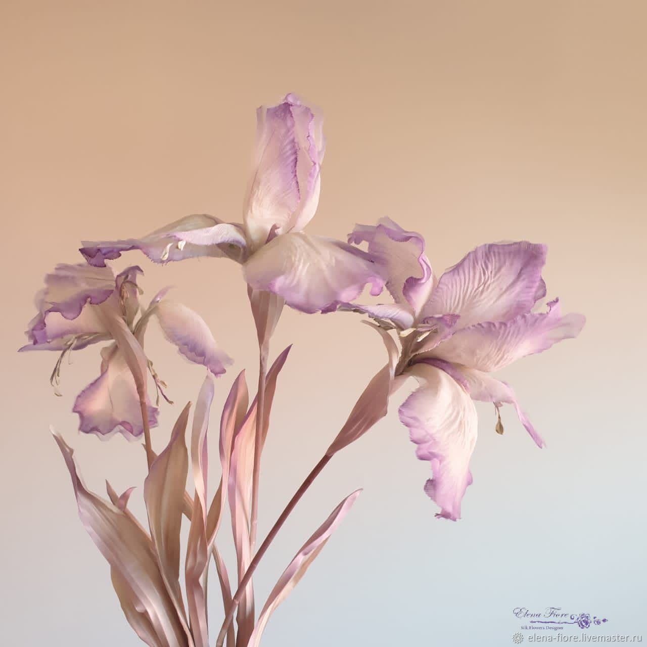 ирис спуриа белый. воздушный ирис. ирис тонколистный. ирис бородатый богдан хмельницкий. воздушный ирис.