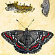Watercolour Seokia butterfly, Pictures, Roslavl,  Фото №1