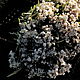 «Горные цветы Горные плоды", Yamagami Rui. Книги. ARTA PUBLISHING. Ярмарка Мастеров.  Фото №4