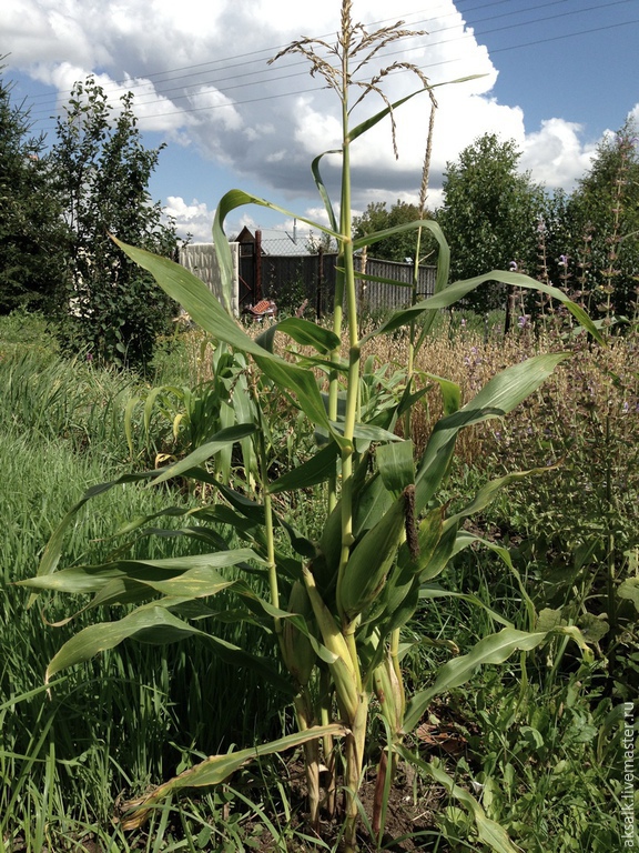 Corn essay in english image