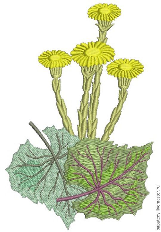 Рисунок мать и мачеха цветок мать и мачеха