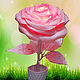 Розовая роза "Ажур" - ночник, Цветы, Орехово-Зуево,  Фото №1