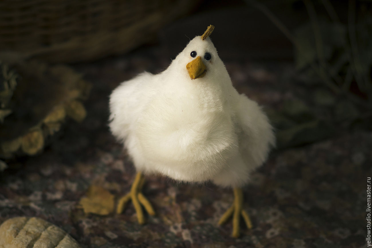 молодая курица фото