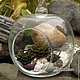 Флорариум с камнеломкой, Флорариумы, Лысьва,  Фото №1