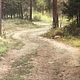 Фазан в сосновом бору. Картины. Илья, Магия красок (magicofcolour). Интернет-магазин Ярмарка Мастеров.  Фото №2