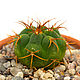 Isolated pictures of cactus Gymnocalycium 9 photos. Photo. merlin-hat (Merlin-hat). My Livemaster. Фото №6