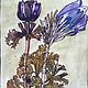 Watercolor herbarium. Charles Rennie Mackintosh, a copy of, Pictures, Moscow,  Фото №1