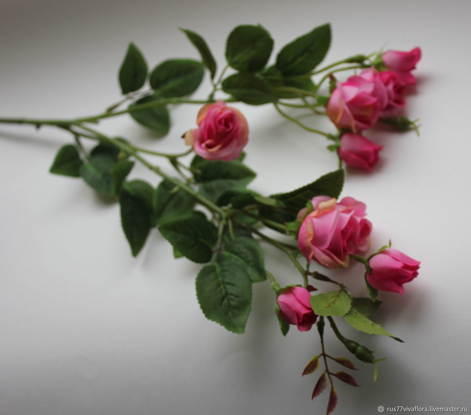 Цветок рондерон кустовой фото