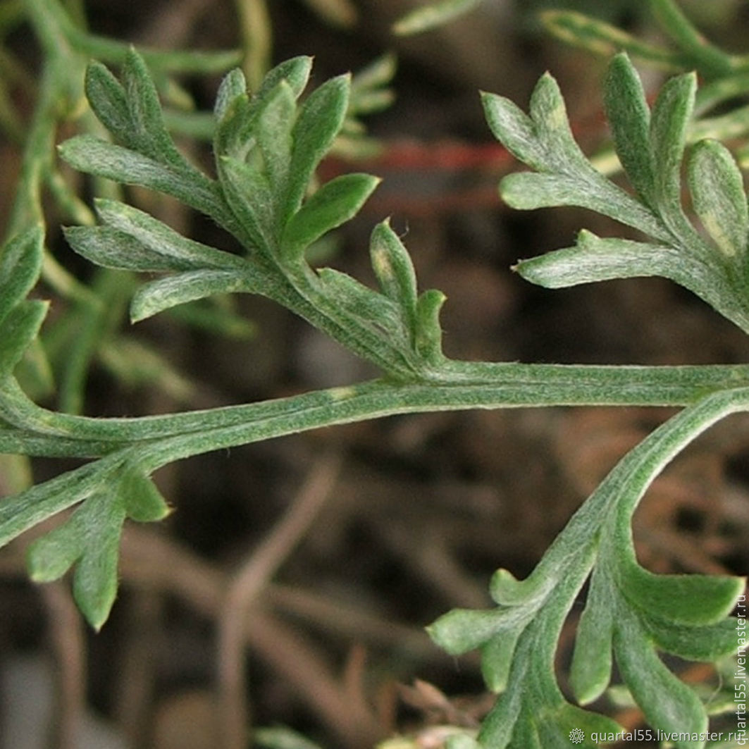 Вид Полынь Песчаная - Artemisia arenaria d.c. семейство Asteraceae Dumort. - Астровые