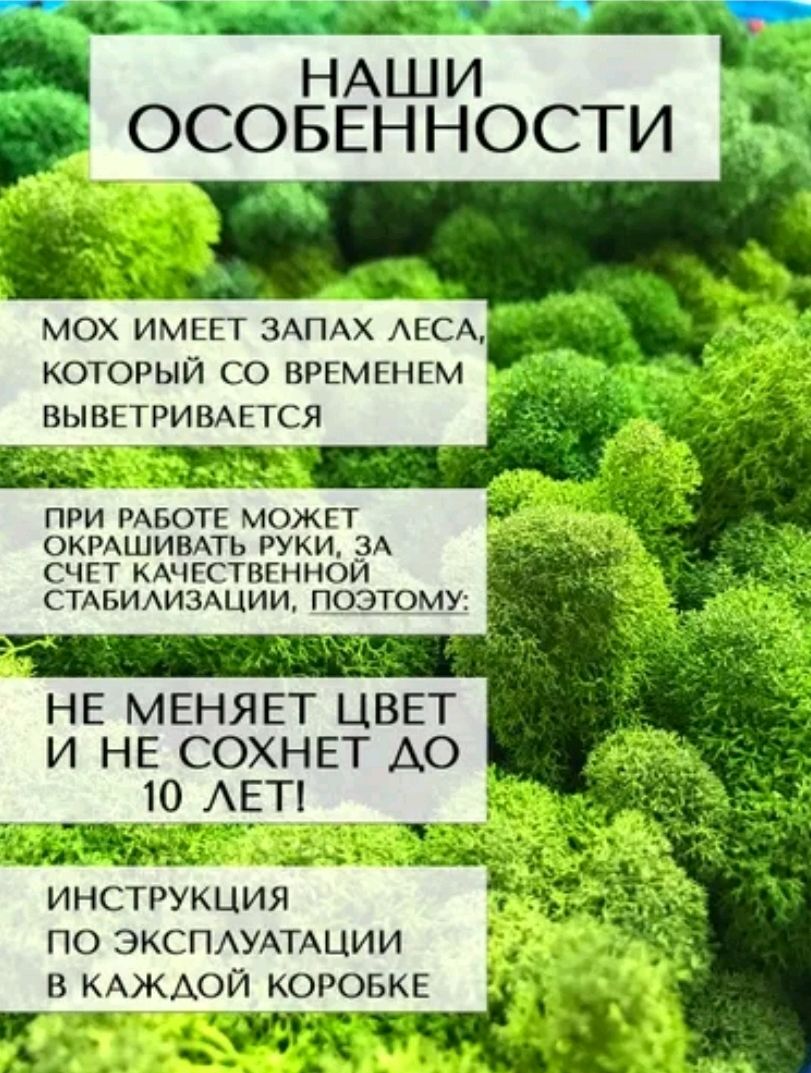 Ягель мох декорации на презентацию