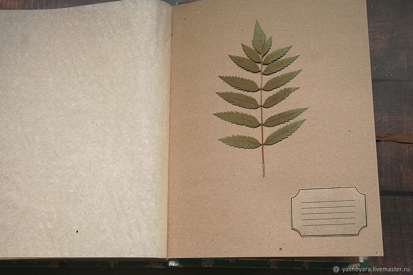 Что такое ботаническая папка в биологии 5. Гербарий на бумаге. Альбом для гербария. Калька бумага для гербария. Папка для гербария.