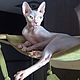 Hammock for cat on the wall buy. A hammock of fabric for the cat. Pet Hammock. Workshop for dogs and cats. Online shopping on My Livemaster.  Фото №2