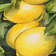  Картина пастелью "лимоны на ветке". Картины. Елена Воронина. Ярмарка Мастеров.  Фото №6