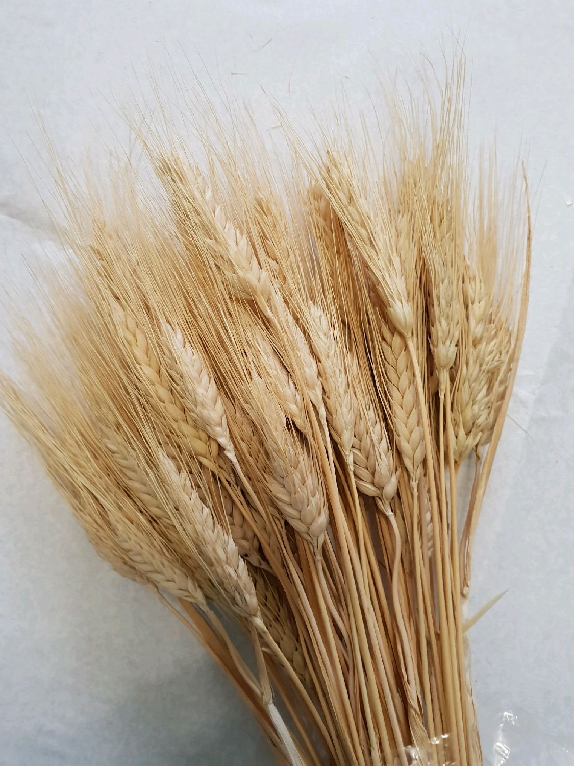 Колосья пшеницы картинки
