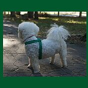 Зоотовары handmade. Livemaster - original item Knitted harness for small dogs, handmade dog collar. Handmade.