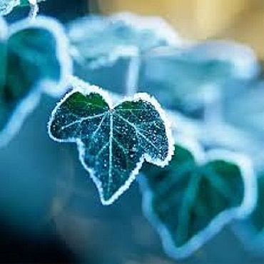 Материалы для творчества ручной работы. Ярмарка Мастеров - ручная работа Arctic Ivy (Арктический плющ) CandleScience. Handmade.