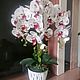 Орхидея фаленопсис, Комнатные растения, Балашиха,  Фото №1