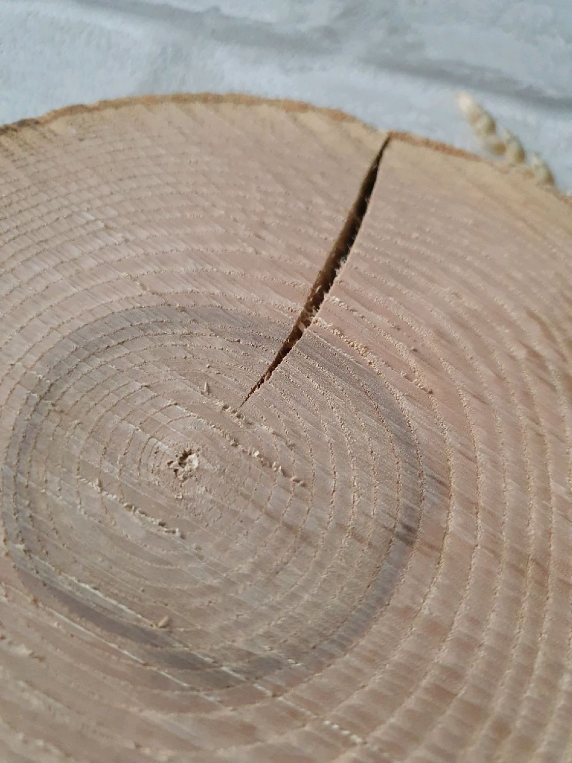 Ясень срез дерева фото