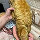 Винтаж: Мишка старинный , золотой мохер,янтарный глаз,вышит нос. Игрушки винтажные. Винтаж, куклы , картины /dolls&paintings. Ярмарка Мастеров.  Фото №4