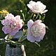 Пионы из холодного фарфора. Сорта "Сорбет". Композиции. Fiore Spell. Ярмарка Мастеров.  Фото №5