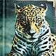 обложка "Леопард", Обложки, Москва,  Фото №1