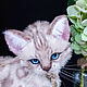 Игрушка кот. Снежный бенгальский котик, Мягкие игрушки, Омск,  Фото №1