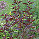 Вербейник Firecracker, многолетнее растение, саженец, Клумба, Красногорск,  Фото №1