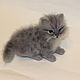 felted cat 'Marcus'. Felted Toy. Anna Petinati- Live toys handmade. My Livemaster. Фото №6