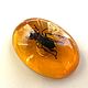 Magnet Bee in resin real bee resin under amber souvenir. Magnets. BalticAmberJewelryRu Tatyana. Online shopping on My Livemaster.  Фото №2