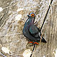 Brooch ' Grey funny pigeon with orange eyes bird'. Brooches. greenfox-23. My Livemaster. Фото №4