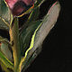  Proteus Flower. Original. Pastel. Pictures. Valeria Akulova ART. My Livemaster. Фото №5