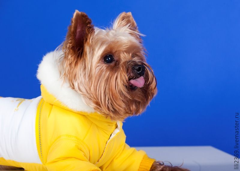 Одежда для собак интернет магазин для йорков мальчиков