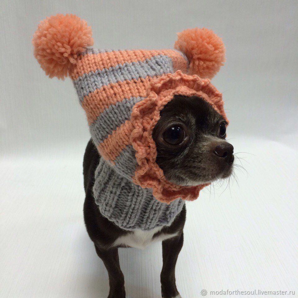 Зимние шапки для собак