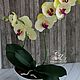 Орхидея фаленопсис, Цветы, Орел,  Фото №1