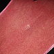 Sea stingray skin, oval, width 23-24 cm IMC2005P1, Leather, Moscow,  Фото №1