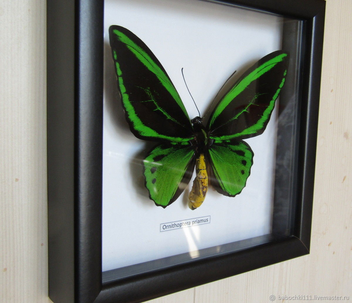 Бабочка Ornithoptera Priamus