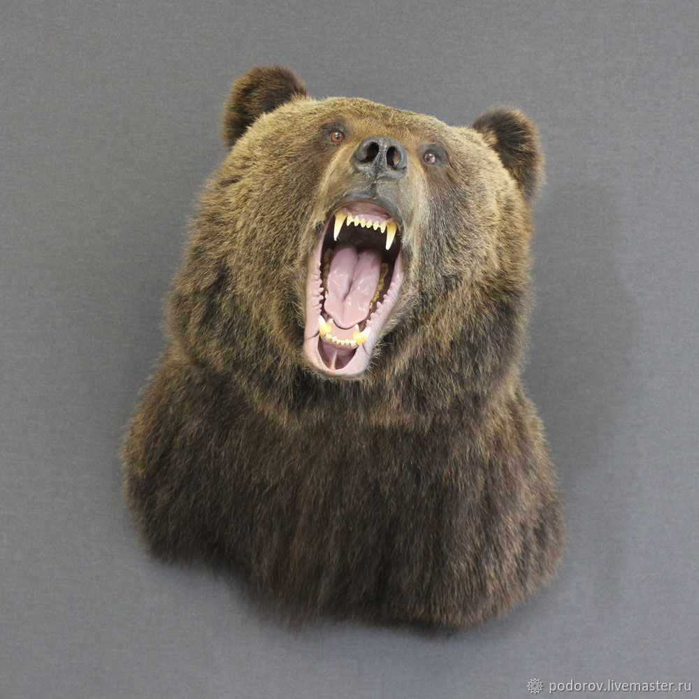 Голова медведя чучело фото