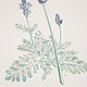 Order Botanical watercolor, Lavender. Belasla. Livemaster. . Pictures Фото №3