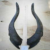 Субкультуры handmade. Livemaster - original item Goat horns paired large №1. Along the chord 30 cm. Handmade.