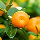 Mandarin yellow essential oil (Aroma zone Mandarine jaune). Oil. For inventions. Online shopping on My Livemaster.  Фото №2