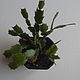  "Декабрист" (Шлюмбергера) средний 2. Комнатные растения. Izum-textil. Ярмарка Мастеров.  Фото №4