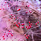 Алина Сапогова.Авторская картина`Северная ягода`.картина в столовую , яркая картина природы, зимняя природа, красно лиловая картина, эксклюзивная художественная фотография,выставочный образец