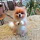 Juguetes: Spitz de lana. Felted Toy. woolmiracle (woolmiracle). My Livemaster. Фото №5