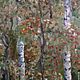 Oil painting on canvas 'Autumn forest'. Pictures. Dubrovina_ART. Online shopping on My Livemaster.  Фото №2