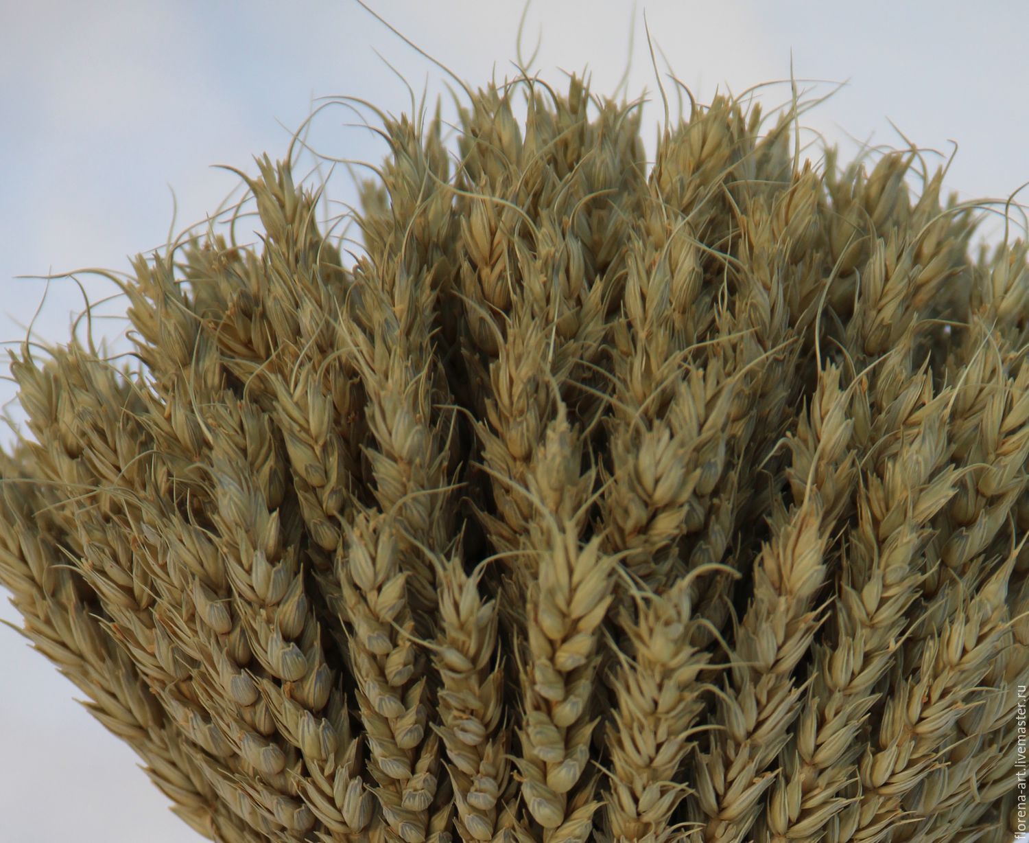 Пшеничный сноп