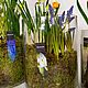 Первоцветы в Цилиндре 20см Весеники на 8 марта. Подарки на 8 марта. DARK FLORIST Флористика Декор ЦВЕТЫ. Ярмарка Мастеров.  Фото №5