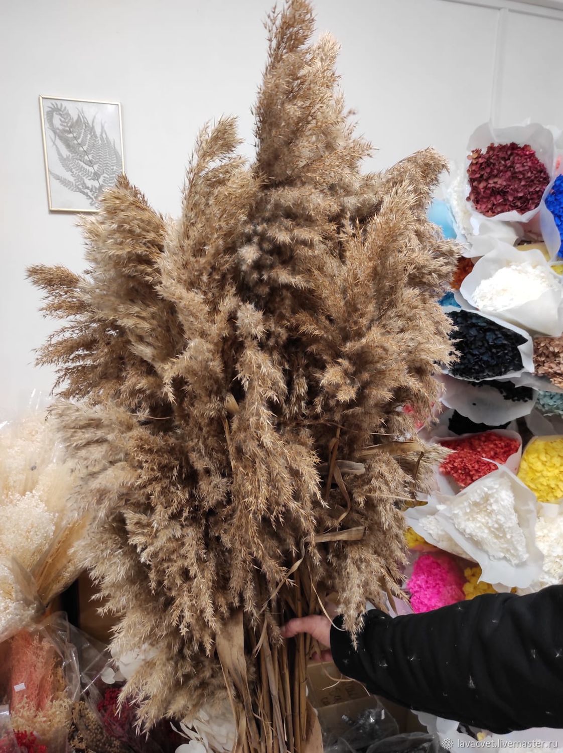 Камыш сухоцвет. Натуральный купить в интернет-магазине Ярмарка Мастеров ...