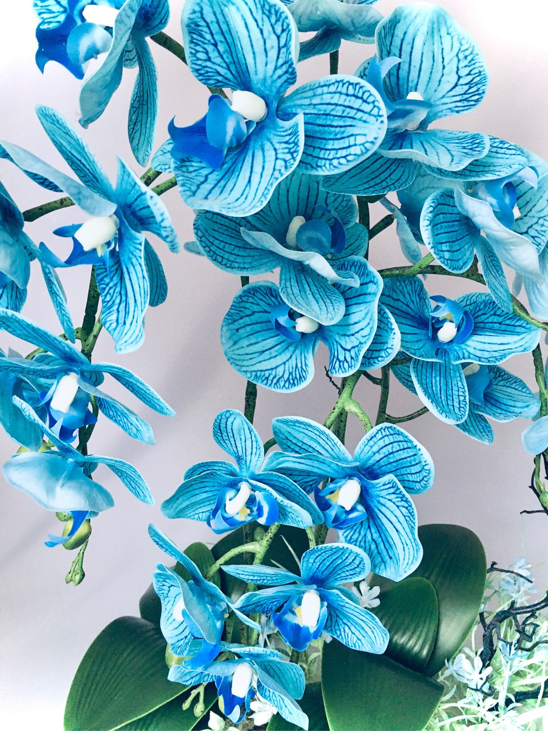 Синяя орхидея в горшке. Орхидея фаленопсис голубая. Голубая Орхидея сенсейшен. Орхидея морской Бриз. Фаленопсис Evgenia.