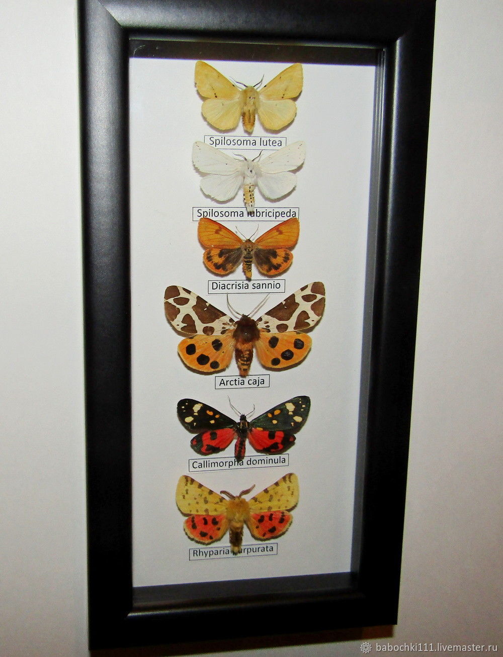 Бабочки в рамке в интерьере